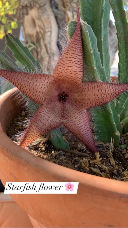 Starfish Cactus Small Live Plant in Pot