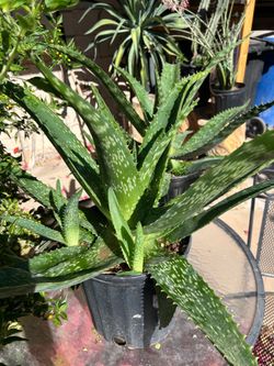 Aloe dorotheae 'Sunset Aloe' Plant (Tiger Aloe)