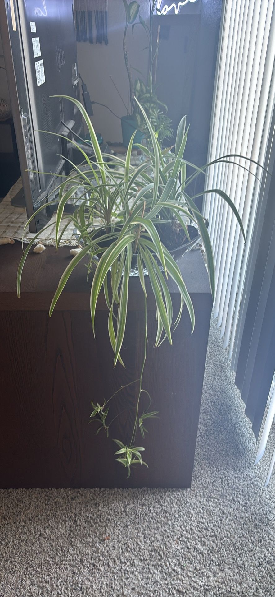 Giant Spider Plant