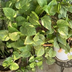 Planta