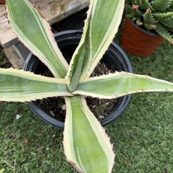 Agave guiengola 'Creme  Brulee' Plant 