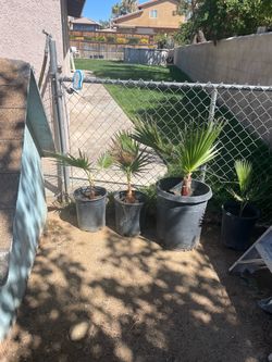 Mexican palm trees