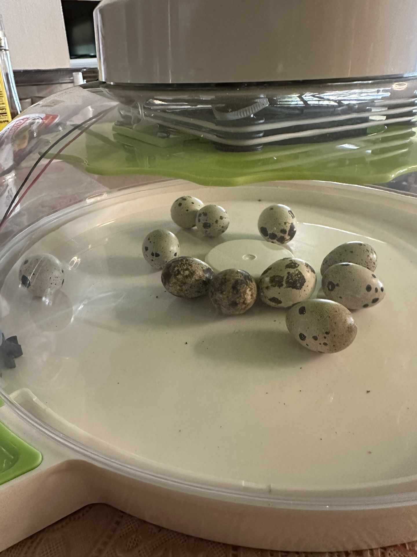 Fertile Quail Eggs
