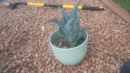 small blue agave cacti