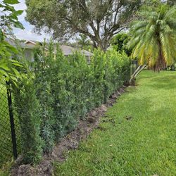 podocarpus 4 feet tall Instant  Privacy  Hedge 