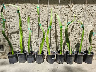 Dragon Fruit Cuttings, Rare Varieties, All Authentic
