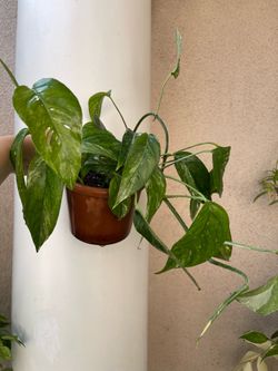 Albo Epi plant