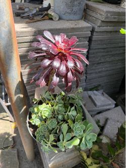 Suculenta