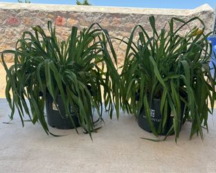 Beautiful Large Daylilies