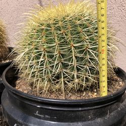 Barrel Cactus Priced To Sell