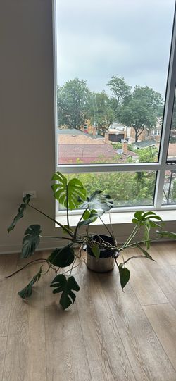 Monstera
