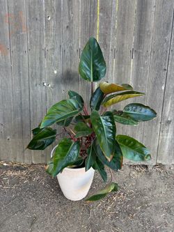 Red congo Philodendron