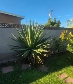 Large desert plant goggle described as a tequila plant.