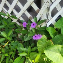 Free..mexican Petunias  Or A Trade Of Your Plants..
