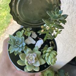 Succulent Arrangement 