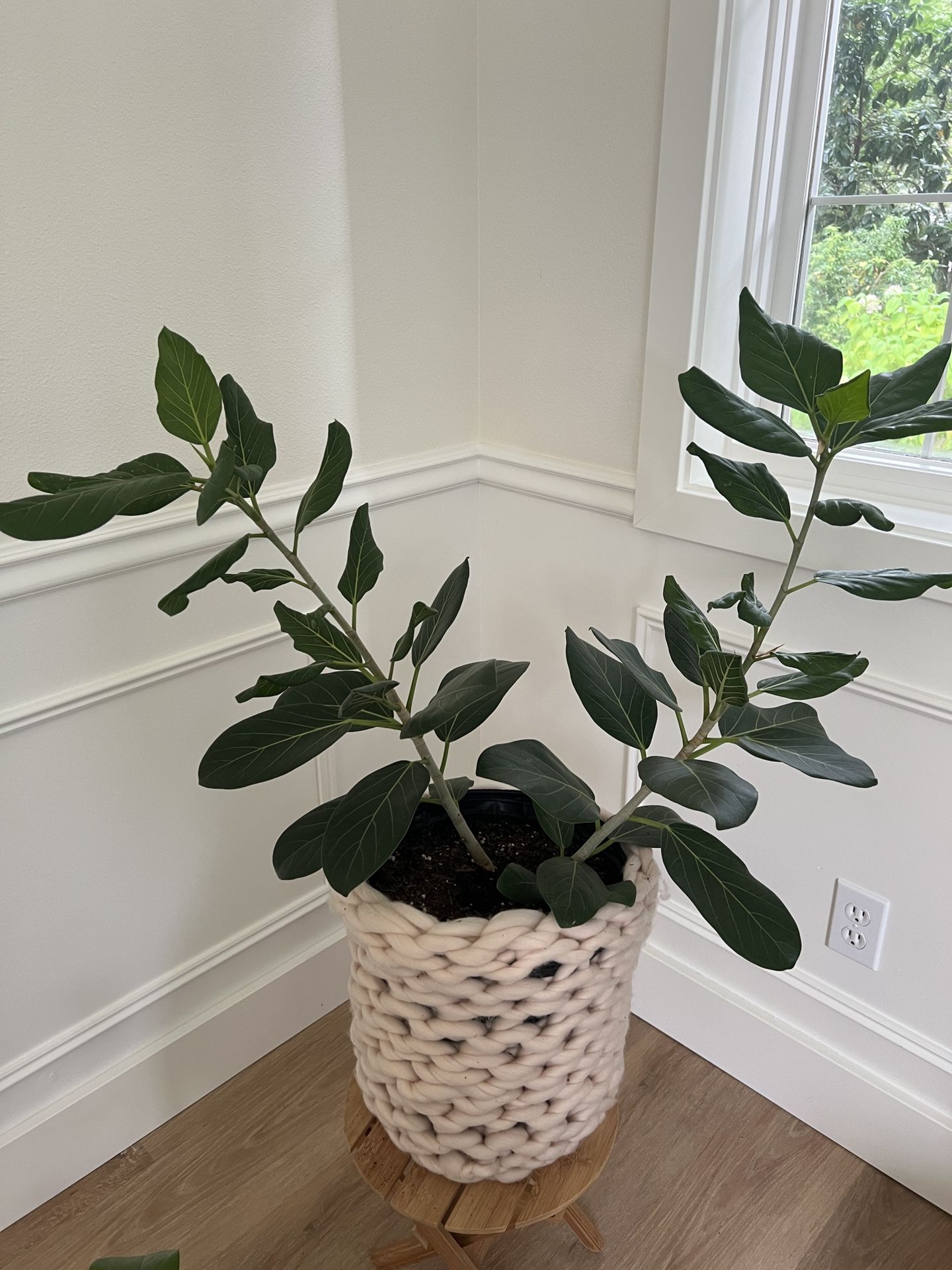 Ficus With decorative woven pot