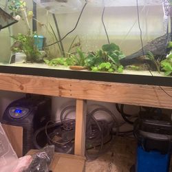 75 Gallon Complete Axolotl Setup With Chiller AND MORE