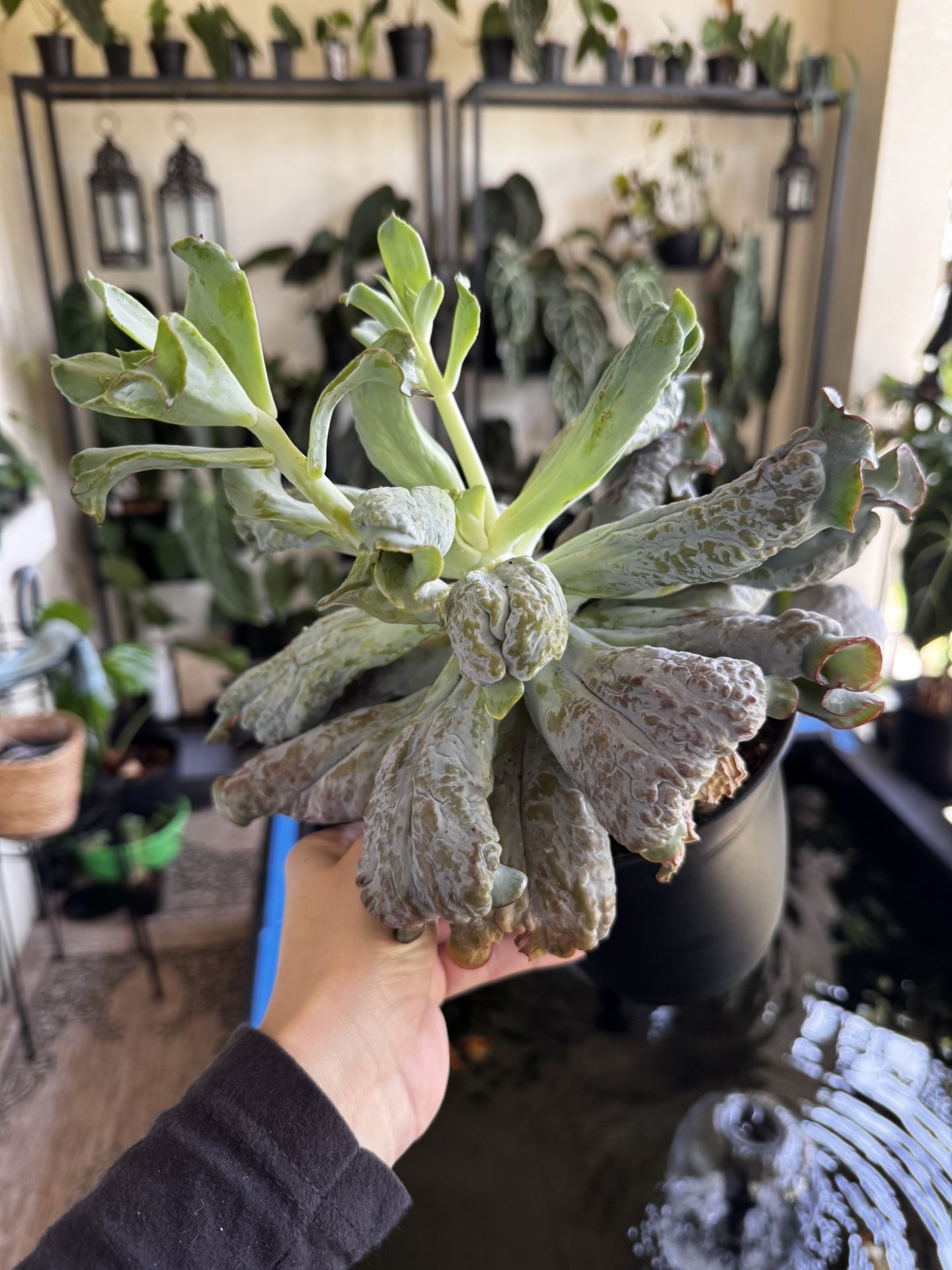XL Echeveria Culibra Succulent