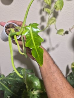 Philodendron Bob Cee