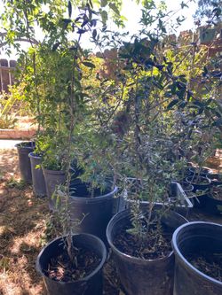 Olive trees 3 foot tall $30 each