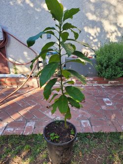 Avocado 🥑 Tree