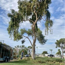 Tree Trimming 