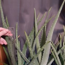 Aloe Vera Plants With Roots