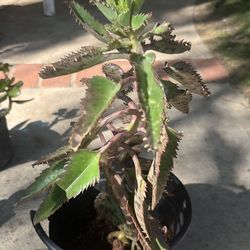 Kalanchoe Mother Of Thousands