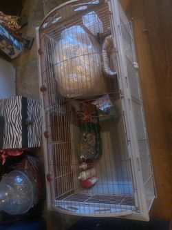 Guinea pig set up