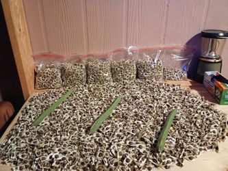 Semillas de Moringa a la venta