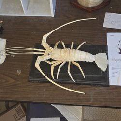 Antique Estate Sales Scroll Left To See More Pictures Scroll Down To The Description For Info And See 65 More Sculptures