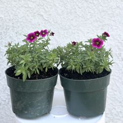 Plant Flower Annual