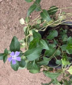 Planta de enredadera