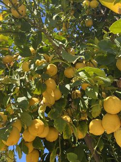 Lemons