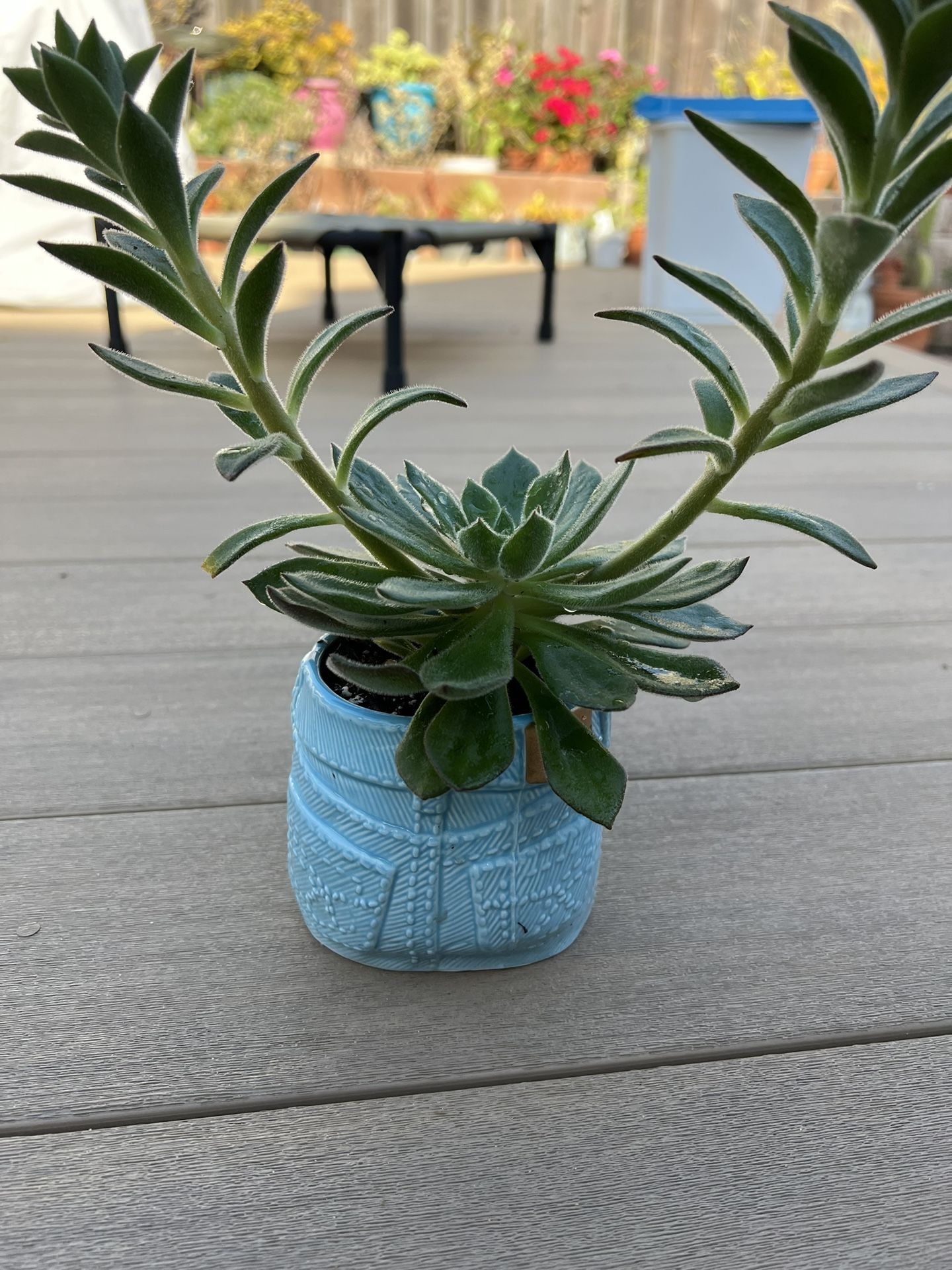 Fuzzy Succulent in a Ceramic Jean Planters. Live plants. $15ea. Check Profile for more 🪴