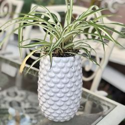 $7 Spider plant