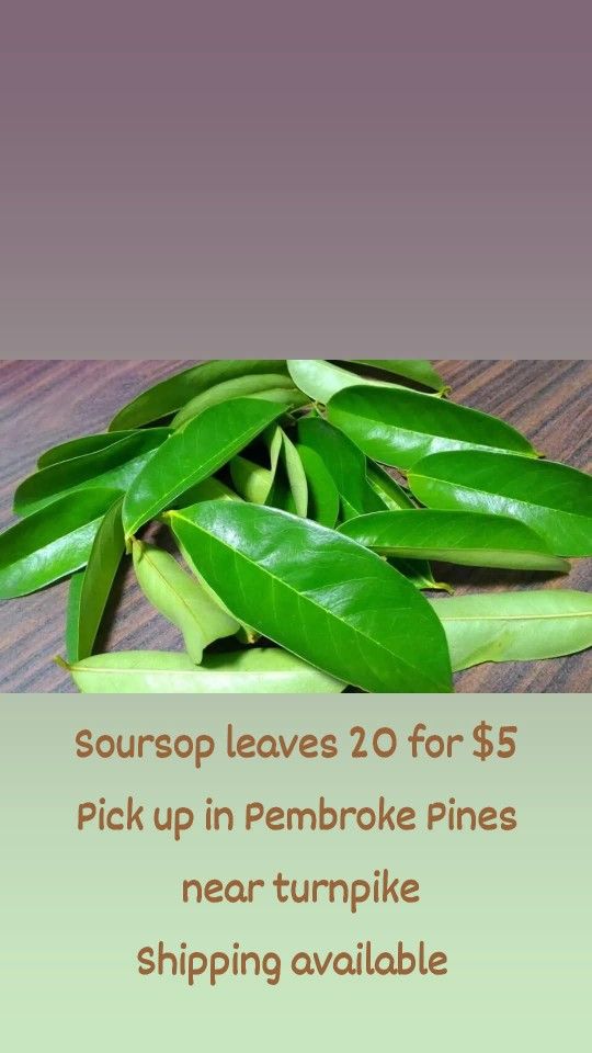 Soursop Leaves