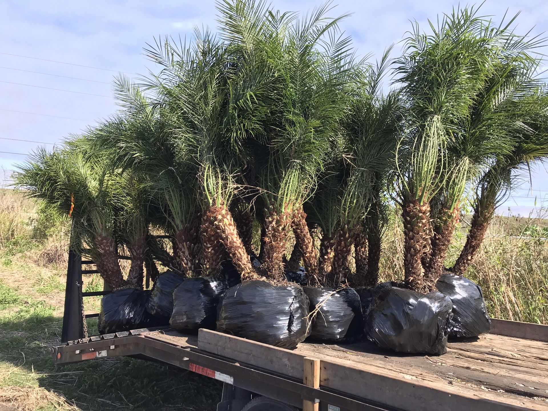Pygmy Date Palm/Phoenix Roebelenii 5ft-6ft YOU DIG