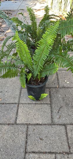 Boston Fern