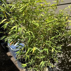 Bamboo Potted plant-mature