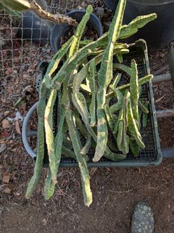 Tiger cactus cuttings
