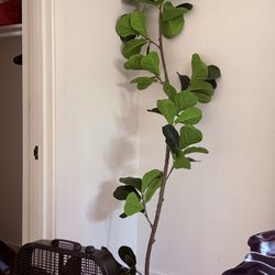Artificial Fiddle Leaf Tree