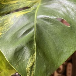 Variegated Monstera Aurea One Leaf Plant Cutting  