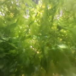 Subwassertang “Lomariopsis Lineata”