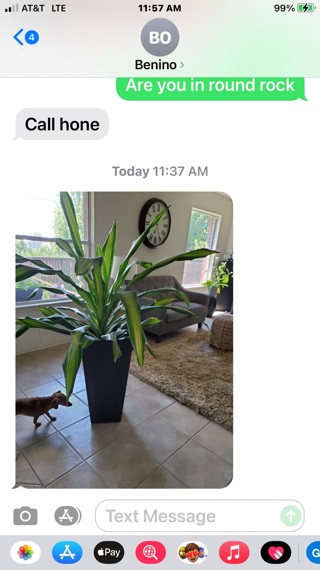 A Good Real House Plant Not Fake