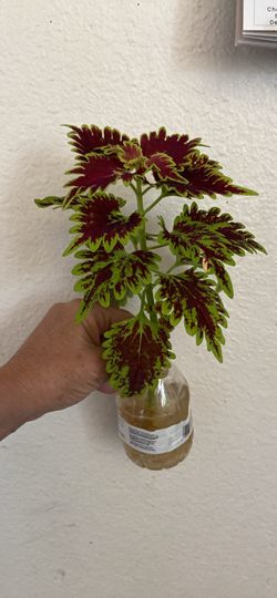 Coleus starter