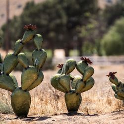 Nopal Prickly Pear Mexican Cactus Set Of 3 Yard Art Garden Decor 