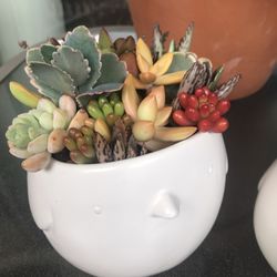 Cute Mama And Baby Chic Succulent Pots 