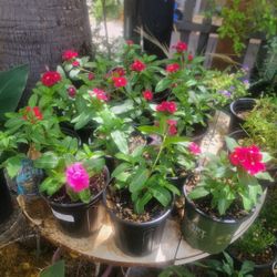 Vinca Plants 