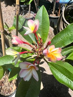 Plumeria “Destiny”